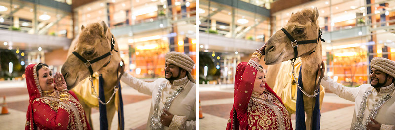 bride and groom Camel entry